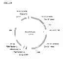 Fig. 46 - Class of glyphosate resistance genes