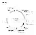 Fig. 53 - Class of glyphosate resistance genes
