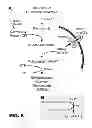 Fig. 09 - ARRAYS AND METHODS COMPRISING M. SMITHII GENE PRODUCTS