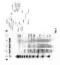 Fig. 07 - Complete genome sequence of the methanogen 