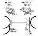 Fig. 01 - Dpy-30 binding peptides