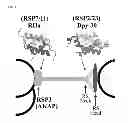 Fig. 02 - Dpy-30 binding peptides