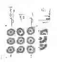 Fig. 07 - Dpy-30 binding peptides