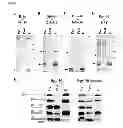 Fig. 08 - Dpy-30 binding peptides