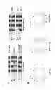 Fig. 09 - Dpy-30 binding peptides