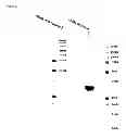 Fig. 34 - Chimeric inhibitor molecules of complement activation