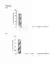 Fig. 04 - Nucleic and amino acid sequences for the control of pathogen agents
