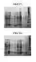 Fig. 06 - COMPOSITIONS AND METHODS FOR PRODUCING BIOACTIVE FUSION PROTEINS