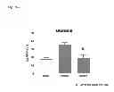Fig. 08 - Method for preventing or reducing acute renal failure by administration of therapeutically active α-MSH analogues