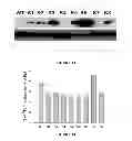 Fig. 20 - Mutant NGAL proteins and uses thereof
