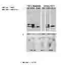 Fig. 29 - Mutant NGAL proteins and uses thereof