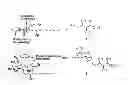 Fig. 03 - COMPOUND FOR ACTIVATING NATURAL KILLER T CELLS AND PREPARING METHOD THEREOF