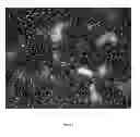 Fig. 03 - Method of deriving mature hepatocytes from human embryonic stem cells
