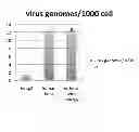 Fig. 13 - Method of deriving mature hepatocytes from human embryonic stem cells