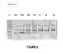 Fig. 07 - ANTISENSE OLIGONUCLEOTIDES FOR INDUCING EXON SKIPPING AND METHODS OF USE THEREOF