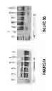 Fig. 09 - ANTISENSE OLIGONUCLEOTIDES FOR INDUCING EXON SKIPPING AND METHODS OF USE THEREOF