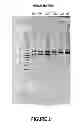 Fig. 22 - ANTISENSE OLIGONUCLEOTIDES FOR INDUCING EXON SKIPPING AND METHODS OF USE THEREOF