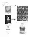 Fig. 02 - METHODS AND COMPOSITIONS FOR THE IMPROVEMENT OF SKELETAL MUSCLE FUNCTION IN A MAMMAL