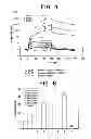 Fig. 06 - ErbB interface peptidomimetics and methods of use thereof