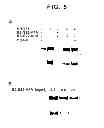 Fig. 07 - ErbB interface peptidomimetics and methods of use thereof