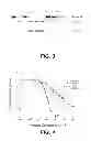 Fig. 06 - Antibodies to hepatocyte growth factor activator
