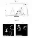 Fig. 07 - Tumor specific antibody