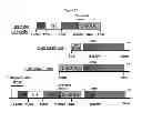 Fig. 28 - Tumor specific antibody