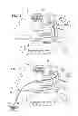 Fig. 02 - Neuroprotective electrical stimulation