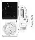 Fig. 08 - Automation of Ingredient-Specific Particle Sizing Employing Raman Chemical Imaging