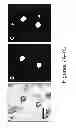 Fig. 09 - Automation of Ingredient-Specific Particle Sizing Employing Raman Chemical Imaging