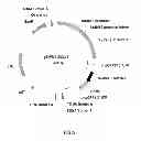 Fig. 06 - Glyphosate resistant plants and associated methods