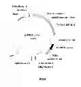 Fig. 07 - Glyphosate resistant plants and associated methods