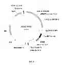 Fig. 08 - Glyphosate resistant plants and associated methods