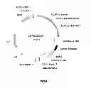 Fig. 09 - Glyphosate resistant plants and associated methods