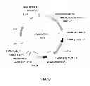 Fig. 34 - Glyphosate resistant plants and associated methods