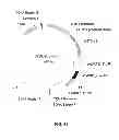 Fig. 46 - Glyphosate resistant plants and associated methods