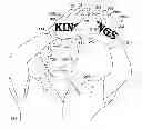 Fig. 01 - Message-Conveying Interlocking Athletic Gloves