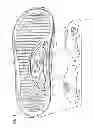 Fig. 02 - FOOTWEAR INSOLE WITH ADJUSTABLE ARCH SUPPORT