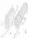 Fig. 02 - Insole with individual elastic components