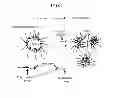 Fig. 02 - W/O NANOEMULSION AND METHOD FOR PRODUCING SAME