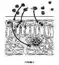 Fig. 04 - Plant nutrient coated nanoparticles and methods for their preparation and use