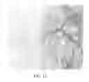 Fig. 07 - Screen-printing stencil having amorphous carbon films and manufacturing method therefor
