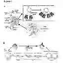 Fig. 02 - Methods for organ regeneration