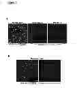 Fig. 03 - Methods for organ regeneration