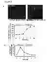 Fig. 05 - Methods for organ regeneration