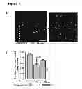 Fig. 13 - Methods for organ regeneration