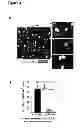 Fig. 14 - Methods for organ regeneration