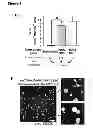 Fig. 18 - Methods for organ regeneration