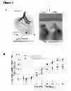 Fig. 20 - Methods for organ regeneration