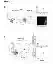 Fig. 22 - Methods for organ regeneration